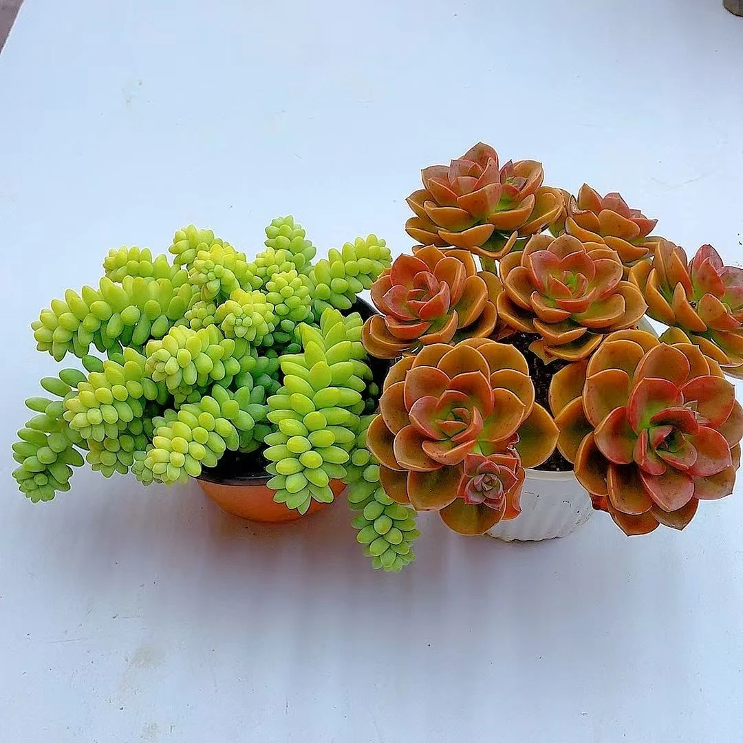 玉坠+巧克力两盆【带盆土发货】多肉植物 净化空气 美观