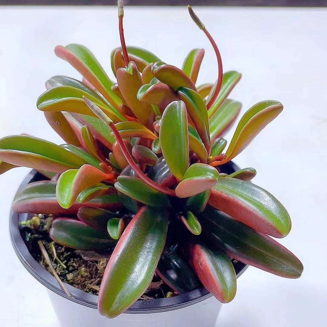 红背椒草（脱土发）多肉植物  净化空气
