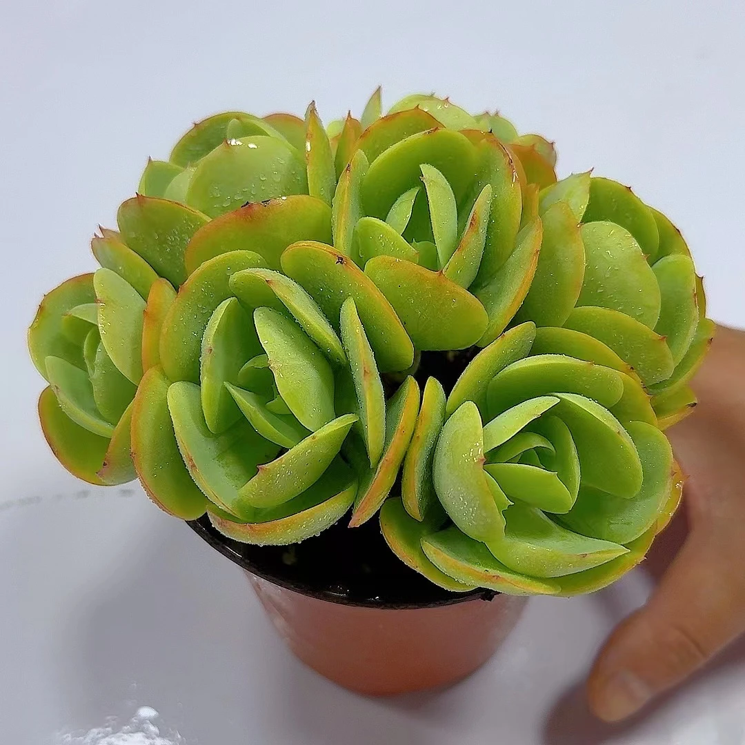 多头碧桃【脱土】多肉盆栽 净化空气