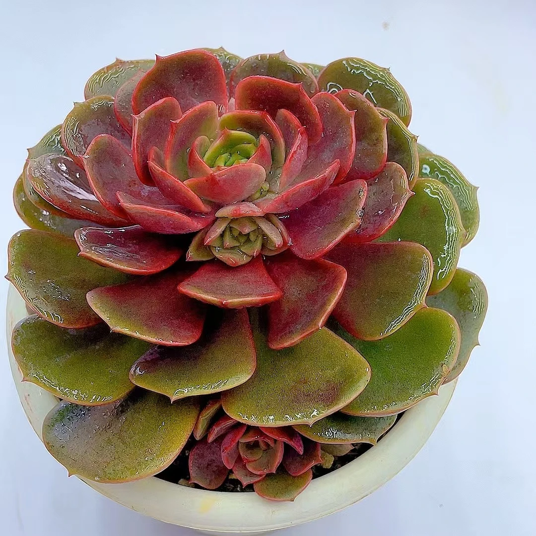 大红袍160盆无砍【脱土发】两单包邮 多肉盆栽 好看