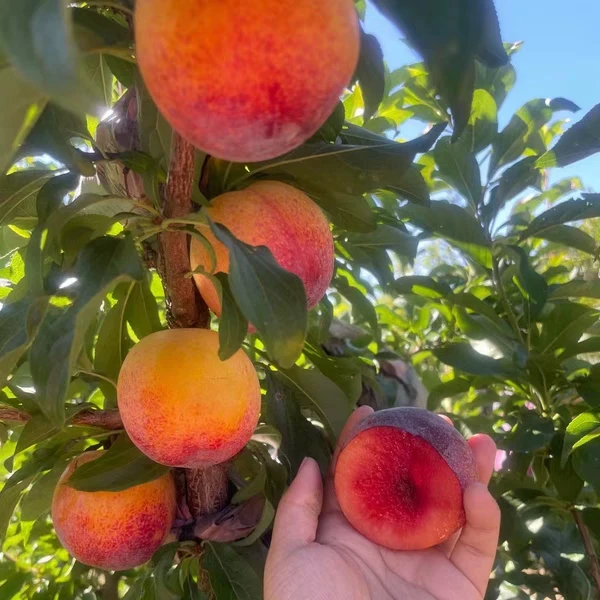 辽宁国丰李子 生鲜 不支持拒收 坏果包赔