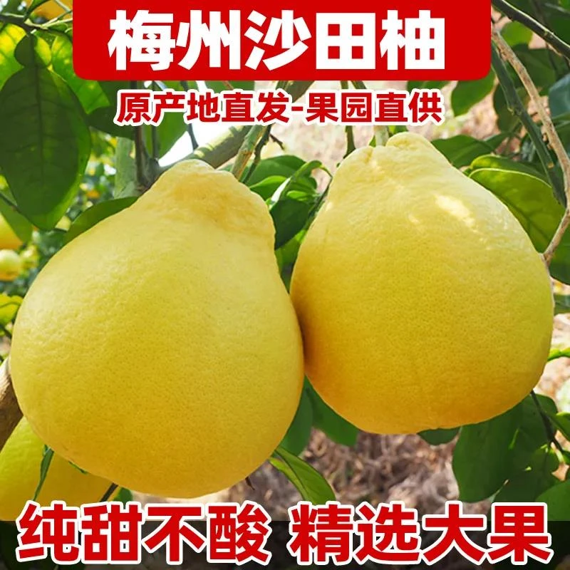 【纯甜】正宗梅州沙田柚新鲜当季水果梅县金柚子批发白心肉小容县