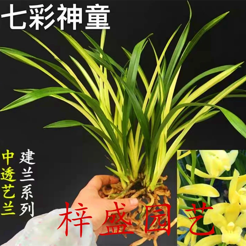 【锦绣神云】浓香型四季兰花叶双艺办公室阳台客厅花卉绿植发货开花