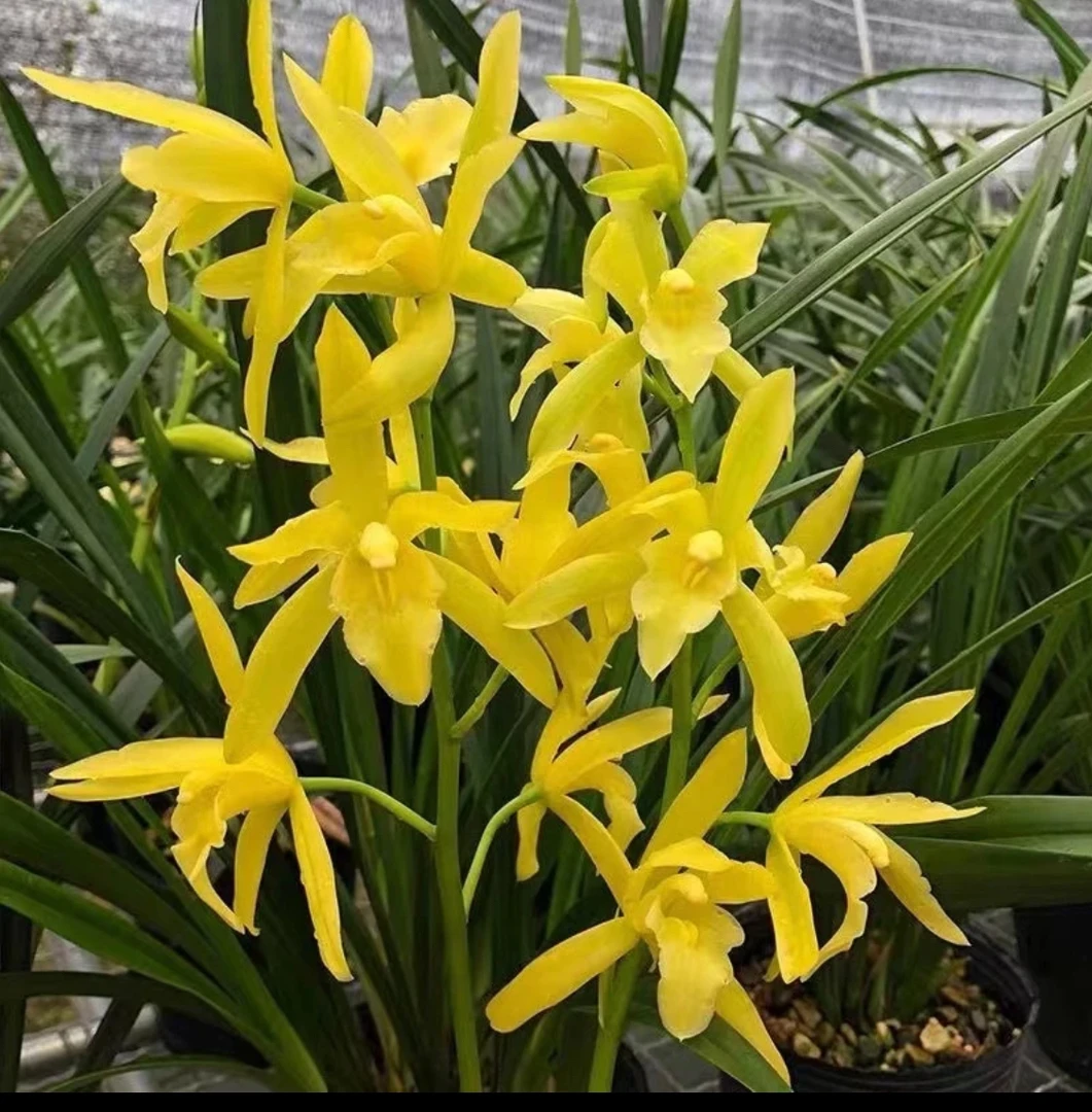 【带花苞. 黄金小神童】纯素心黄花大花香好养易活 室内绿植 原盆土