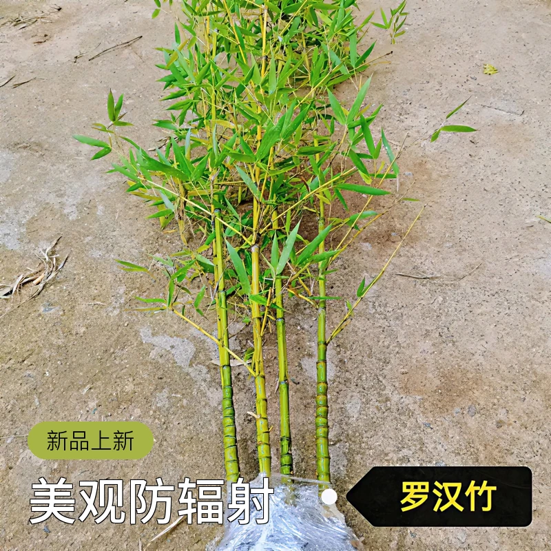 竹苗—罗汉竹佛肚竹苗竹子耐寒庭园绿篱室内阳台观赏高档竹盆景