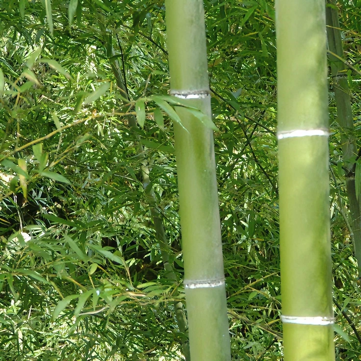 大型楠竹竹子苗毛竹绿化竹苗竹笋食用户外种植四季常青植物根庭院