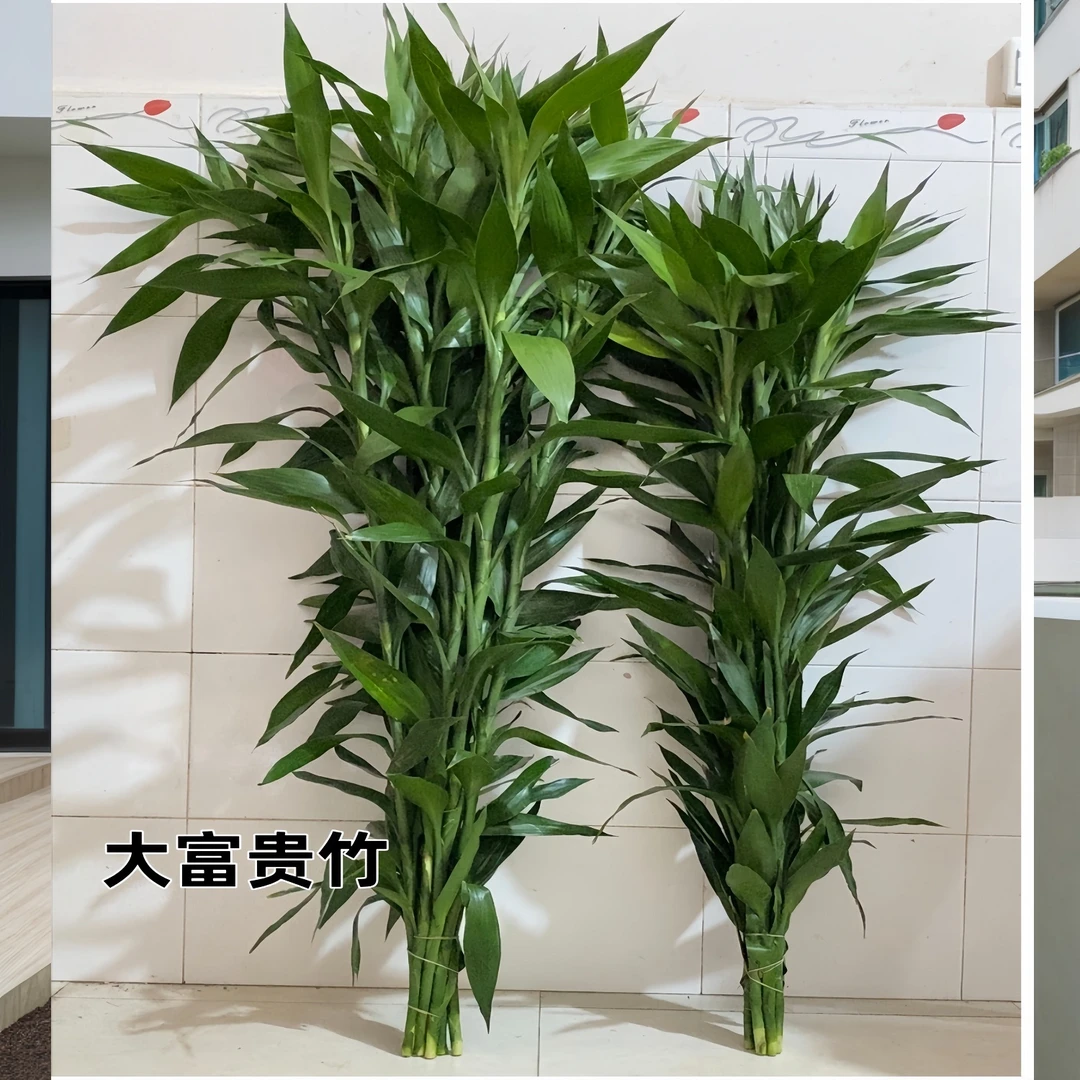 富贵竹绿植+送营养剂 绿植富贵竹竹报平安水培绿植植物室内绿植