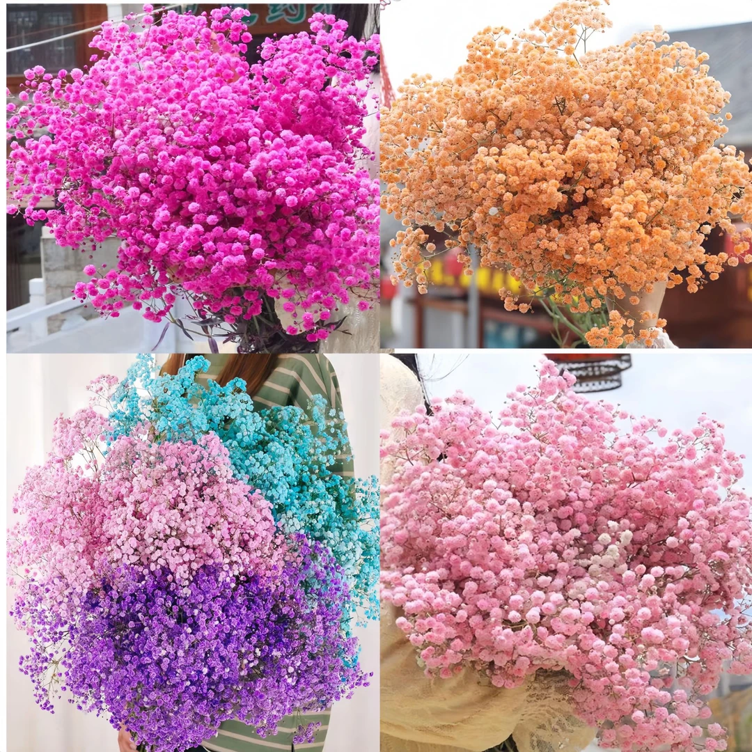 满天星鲜花花束 新鲜满天星鲜花发货 不用水养家庭插花生日礼物