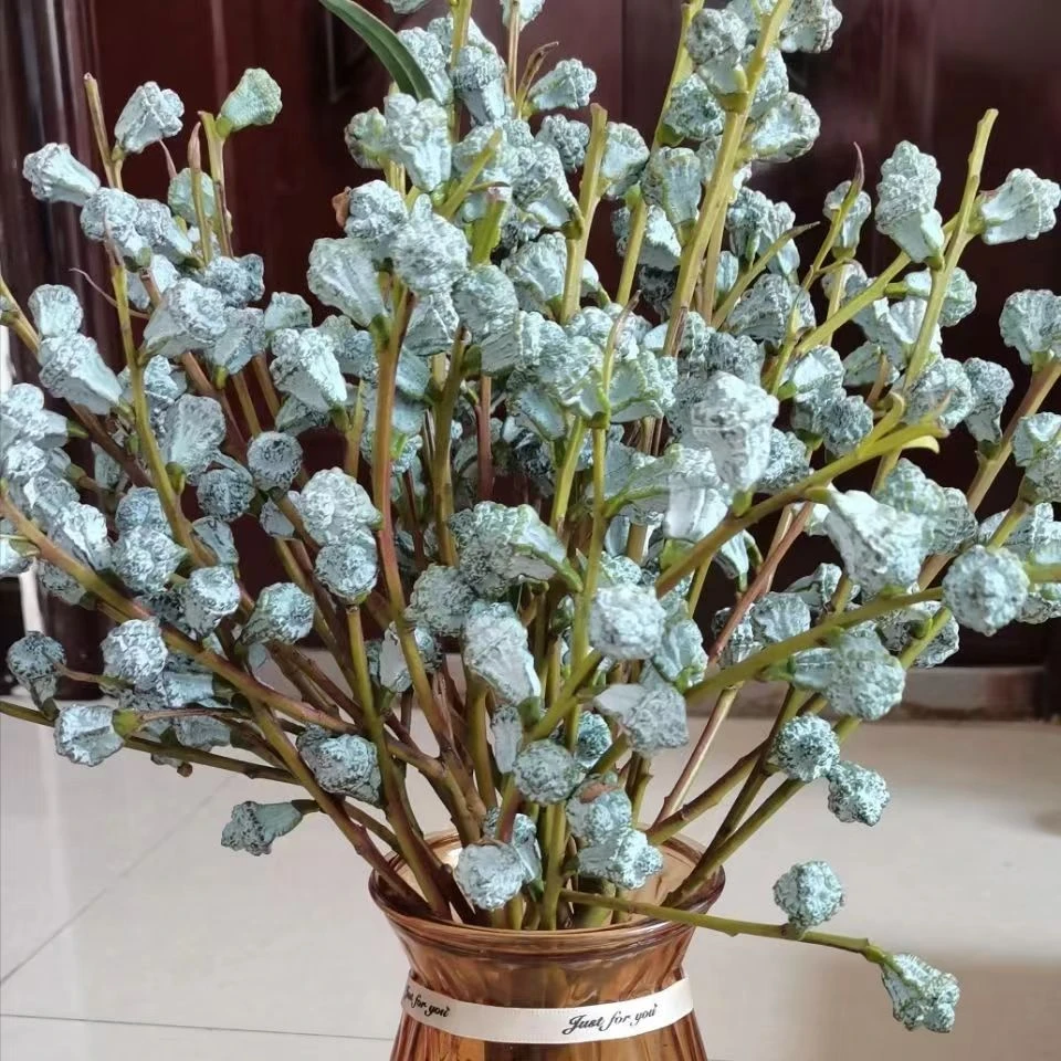 【大把尤加利果  精品好果】高级干花真花 清香  可做干花新鲜发货