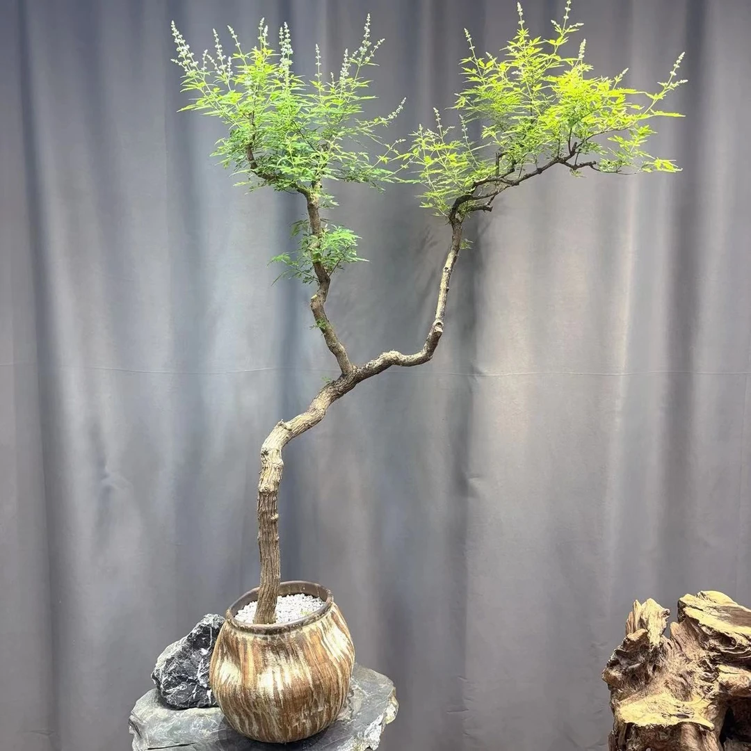 老桩海岛黄荆造型盆景形态优美飘逸禅意十足