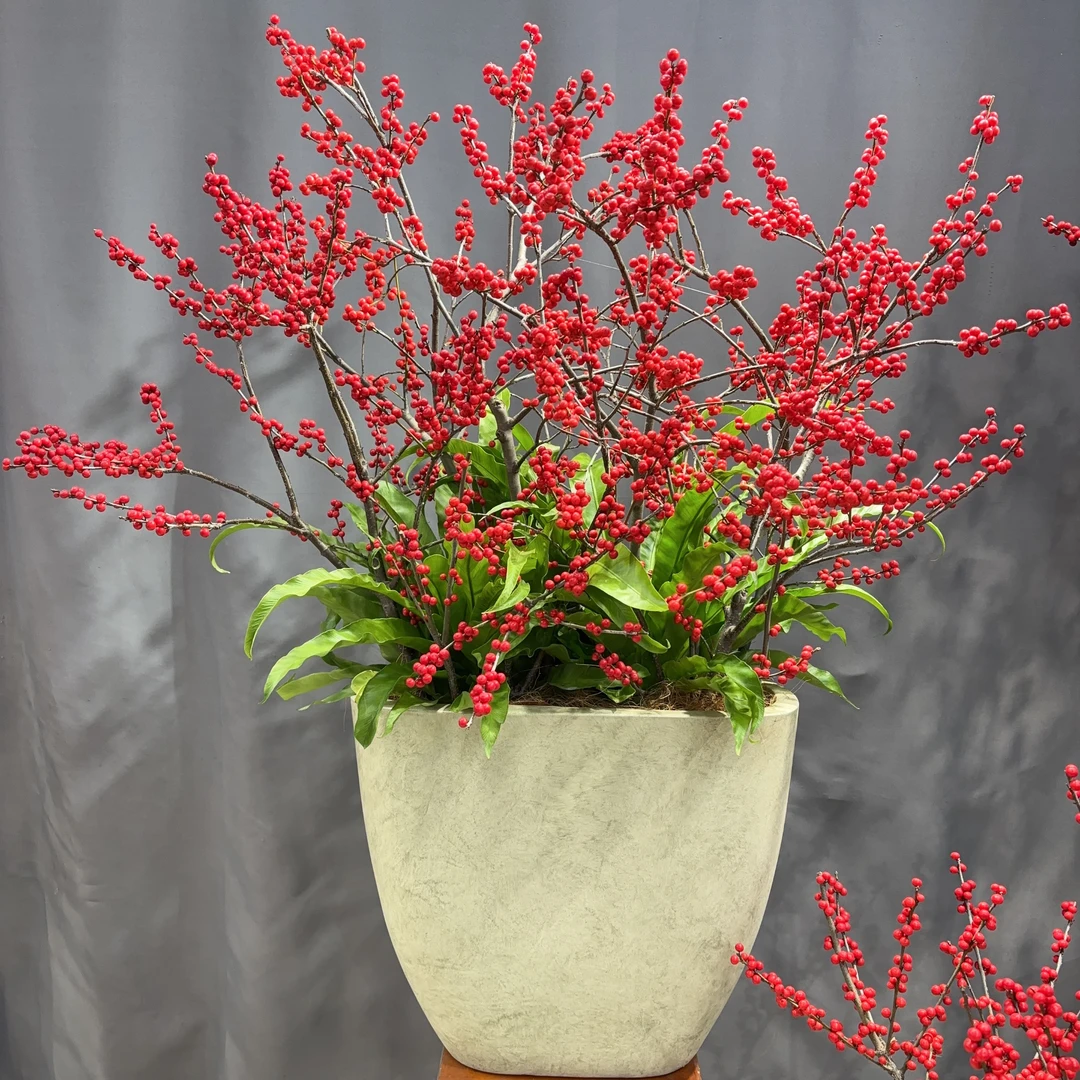 北美冬青 【植艺盆景 】年宵花卉观果盆景带盆发货