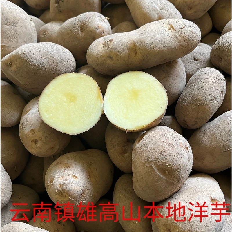 云南镇雄特产土豆高山本地洋芋米拉