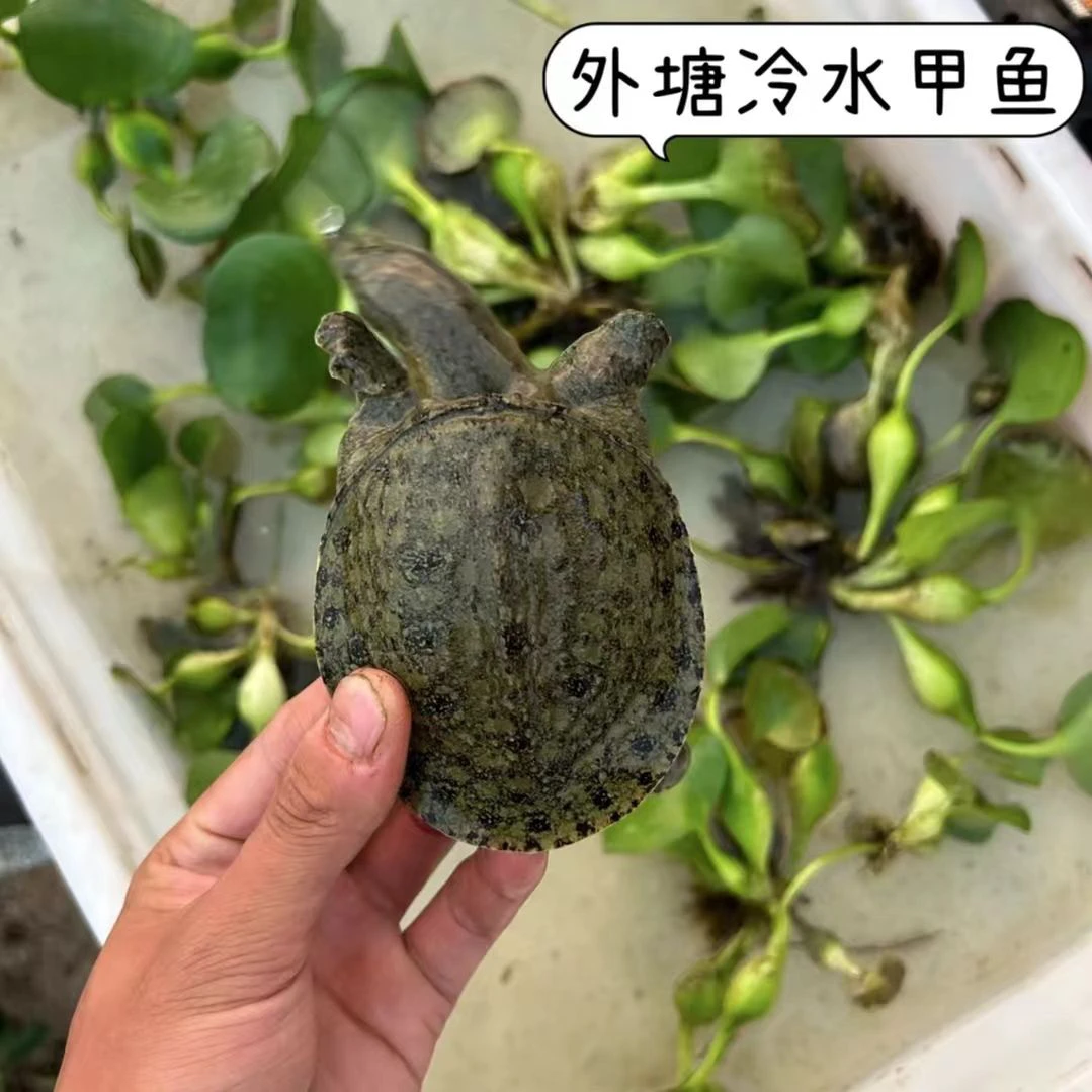 外塘冷水小甲鱼10只包邮中华鳖黑花黄沙甲鱼池塘水库养殖鲜活水产