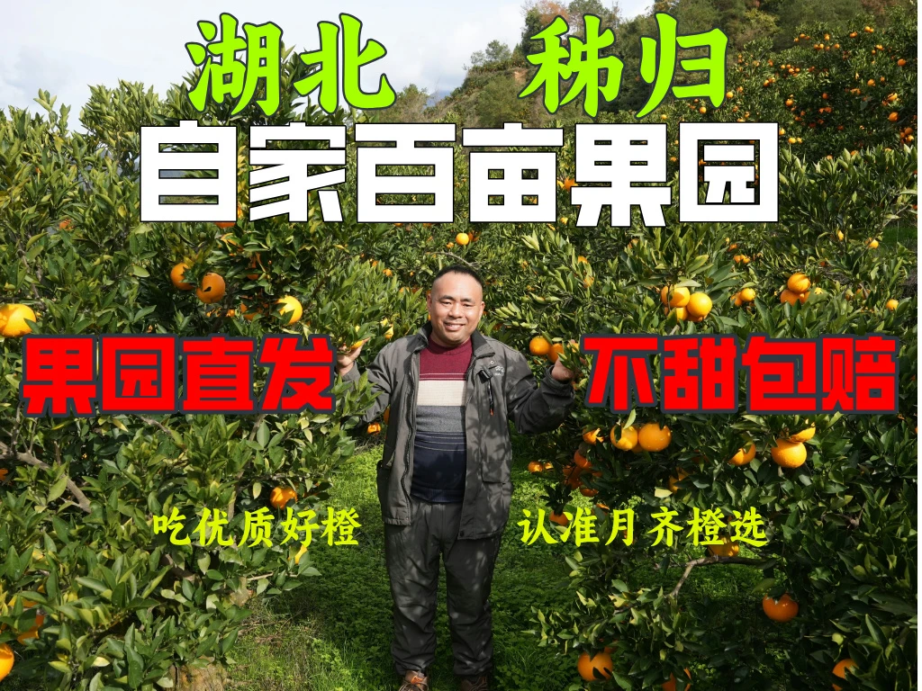 秭归脐橙高山爆汁九月红果冻橙（包邮）