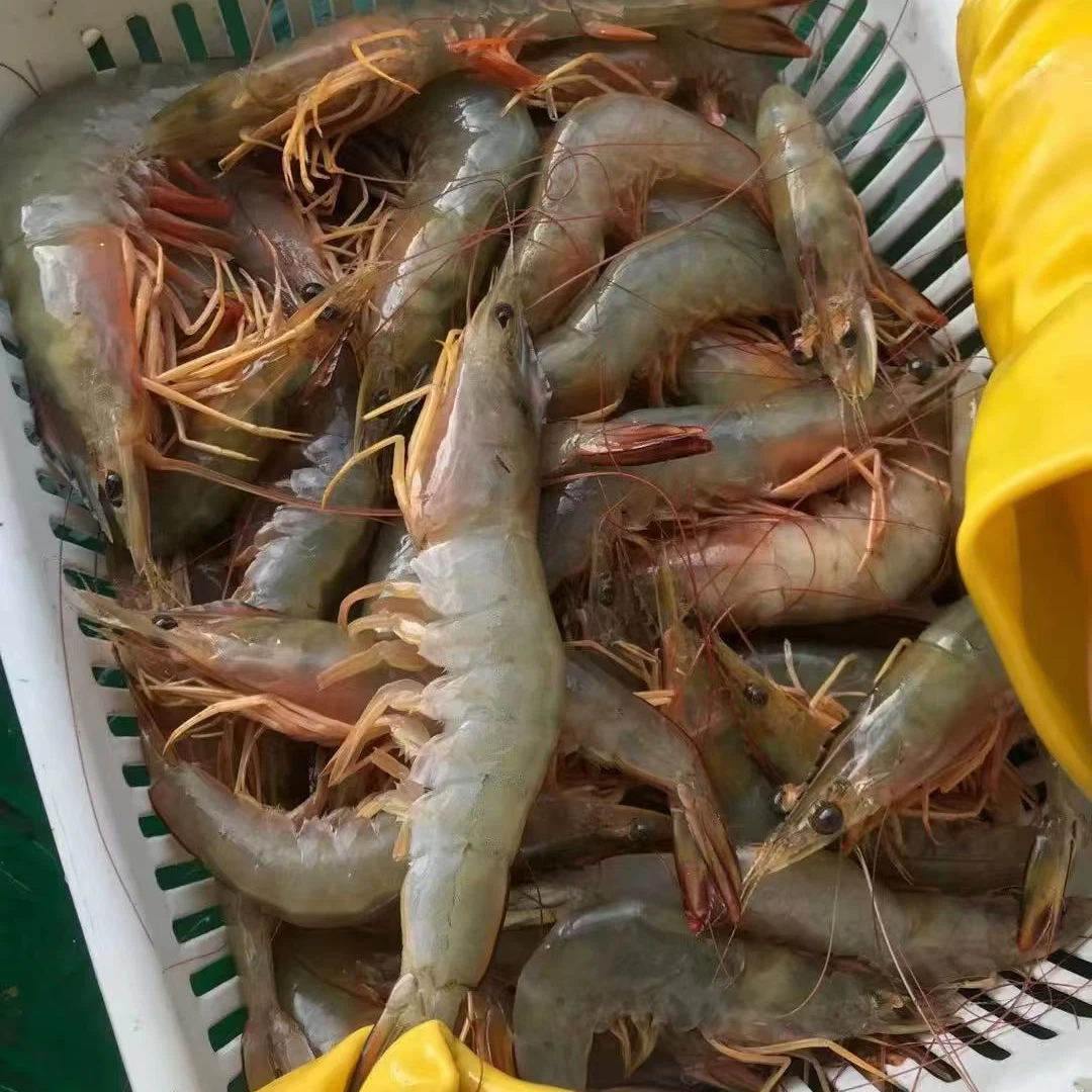 1肆生鲜海捕野生大明虾10-20规格每斤8-10只净重2斤约20只青岛发
