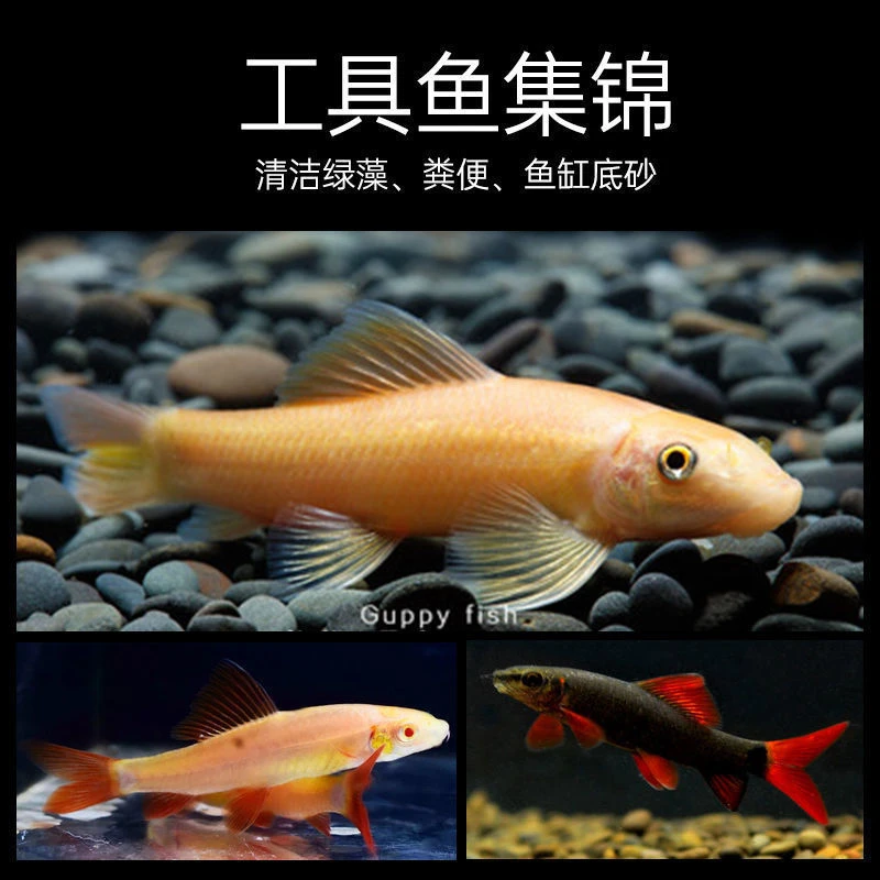 清洁鱼鼠鱼小型淡水鱼活体吃藻清便吃残食金苔鼠彩虹鲨粉红鲨
