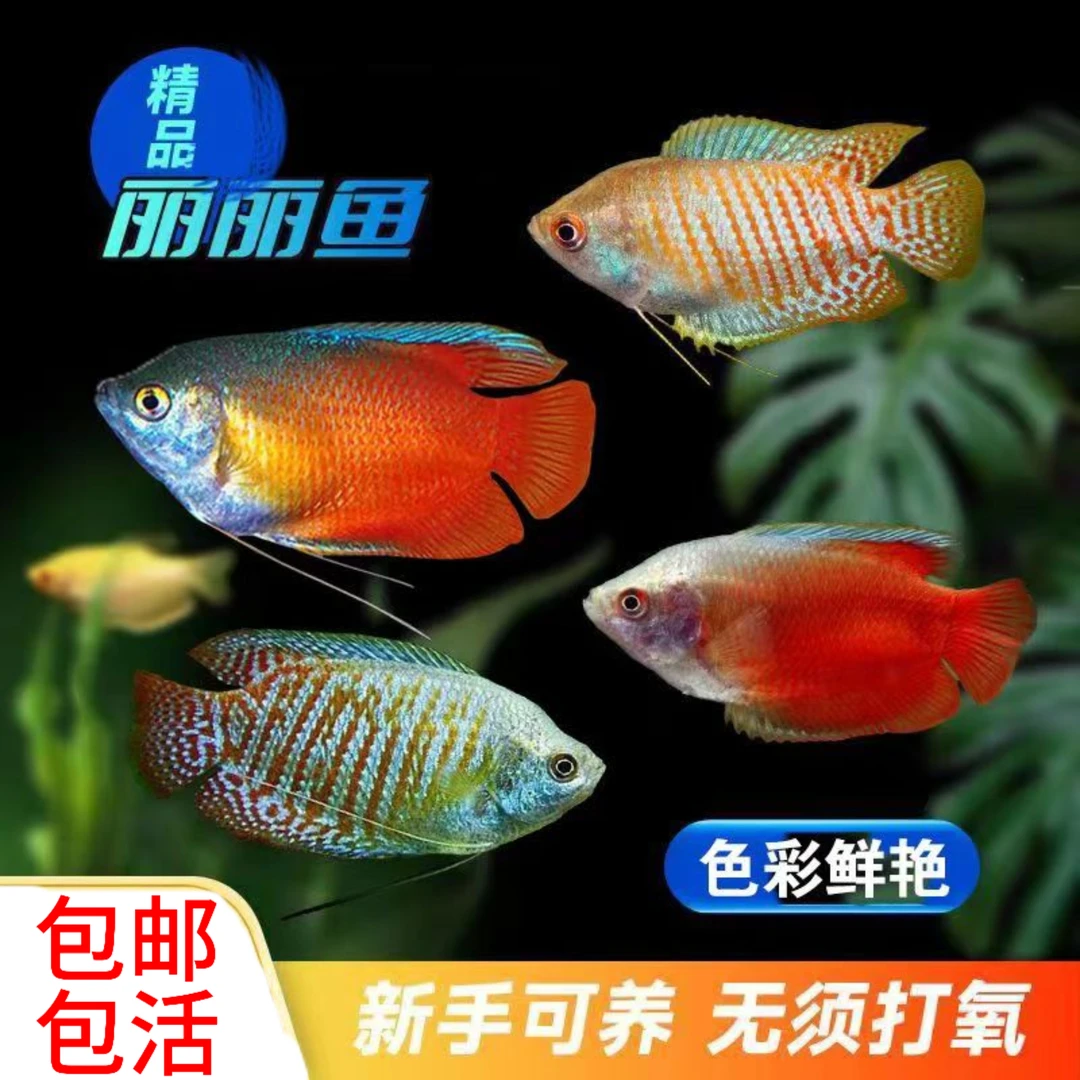 五彩丽丽招财丽丽鱼血丽丽鱼好养易活小型热带观赏鱼饲养活体
