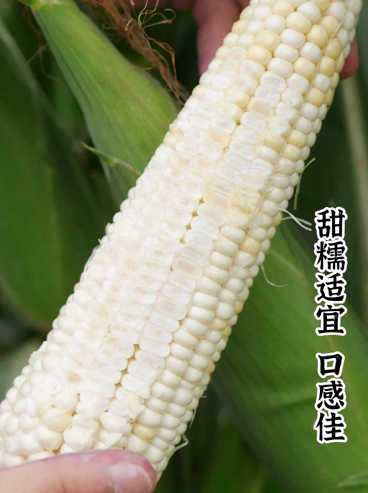 新白玉米种子超甜生吃牛奶水果玉米种籽四季高产香甜糯玉米种子
