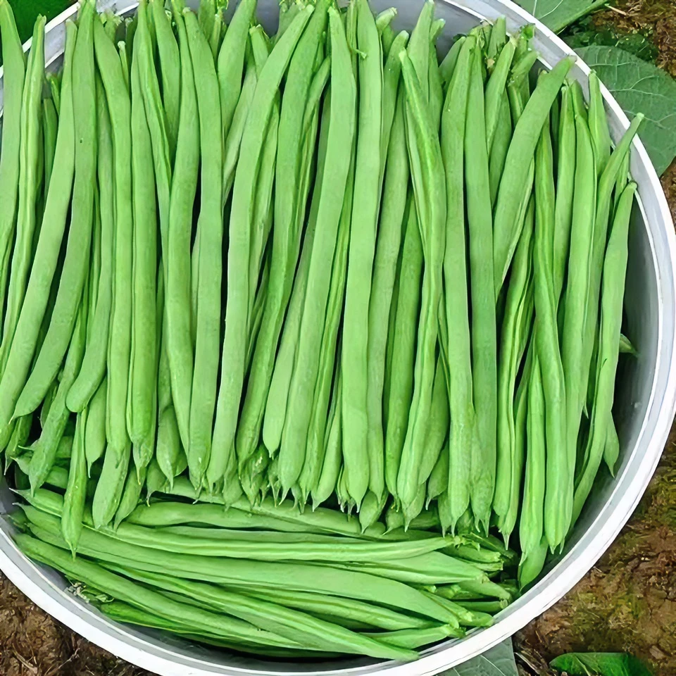 无架四季豆种子早熟高产豆角种籽蔬菜孑盆栽菜豆地豆不搭架扁豆种