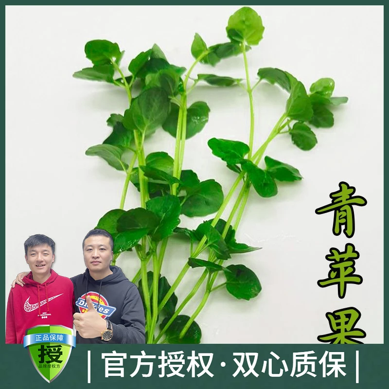 黑蜗牛青苹果真水草水族箱鱼缸造景装饰后景有茎草缸新手活体植物