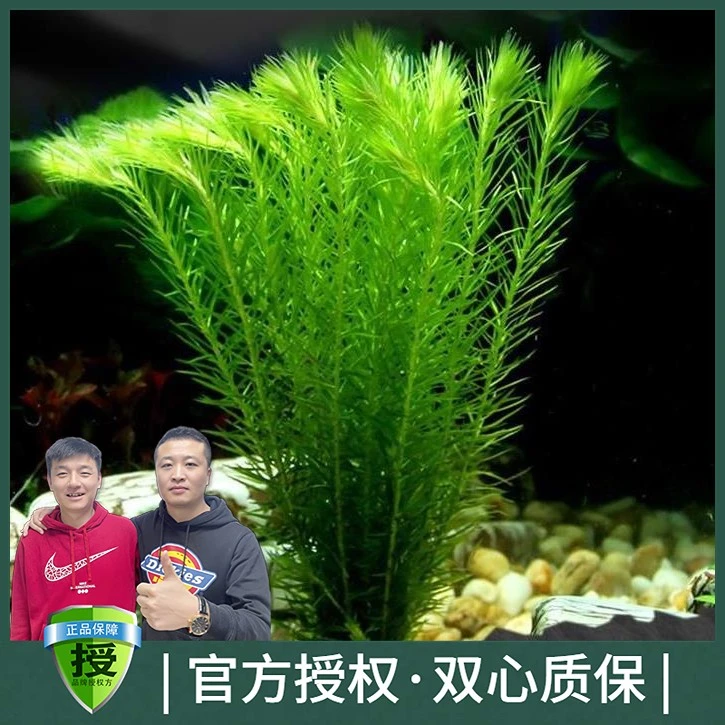 黑蜗牛南极杉坨草水族鱼缸无底沙增氧植物淡水活体懒人造景水草