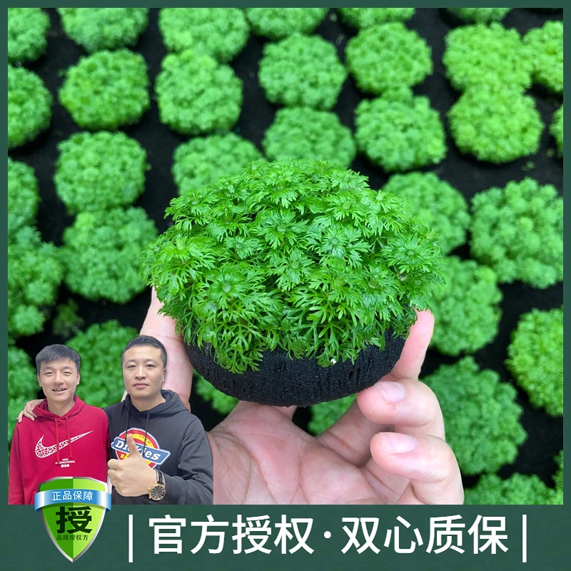 黑蜗牛淡水鱼缸活体懒人造景坨草新手水草带根小宝塔无需二氧化碳