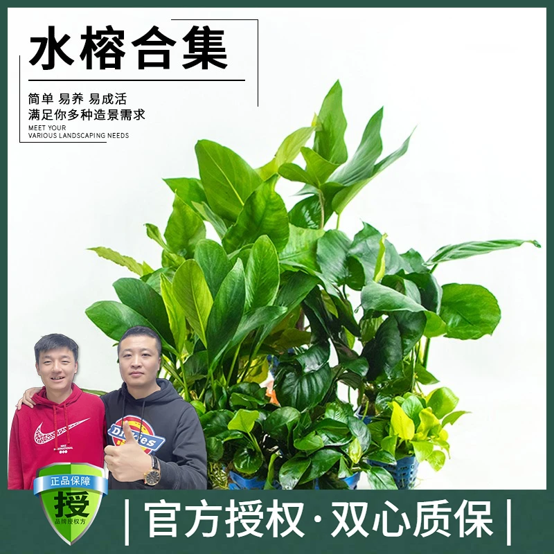 黑蜗牛水榕水草鱼缸懒人水草活体植物水榕沉木莫斯真水草造景