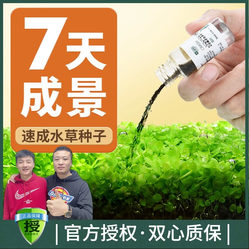 yee水草种子种孑植物活体水草鱼缸造景套餐牛毛水草籽子爬地珍珠