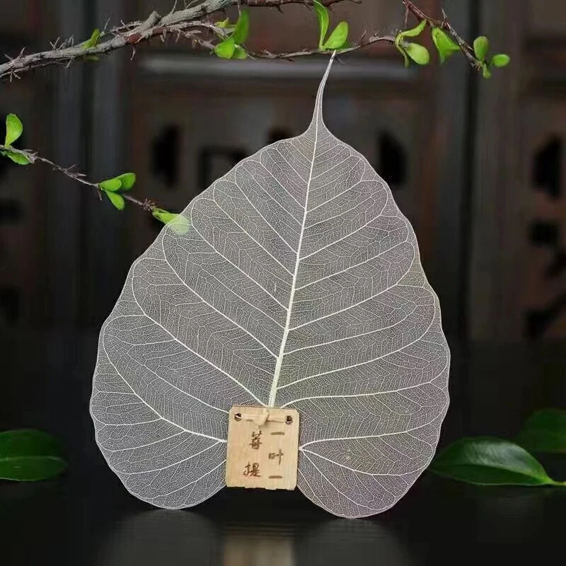 【粉丝专属】菩提叶树叶脉茶滤茶漏网过滤器创意个性滤茶器茶道零配