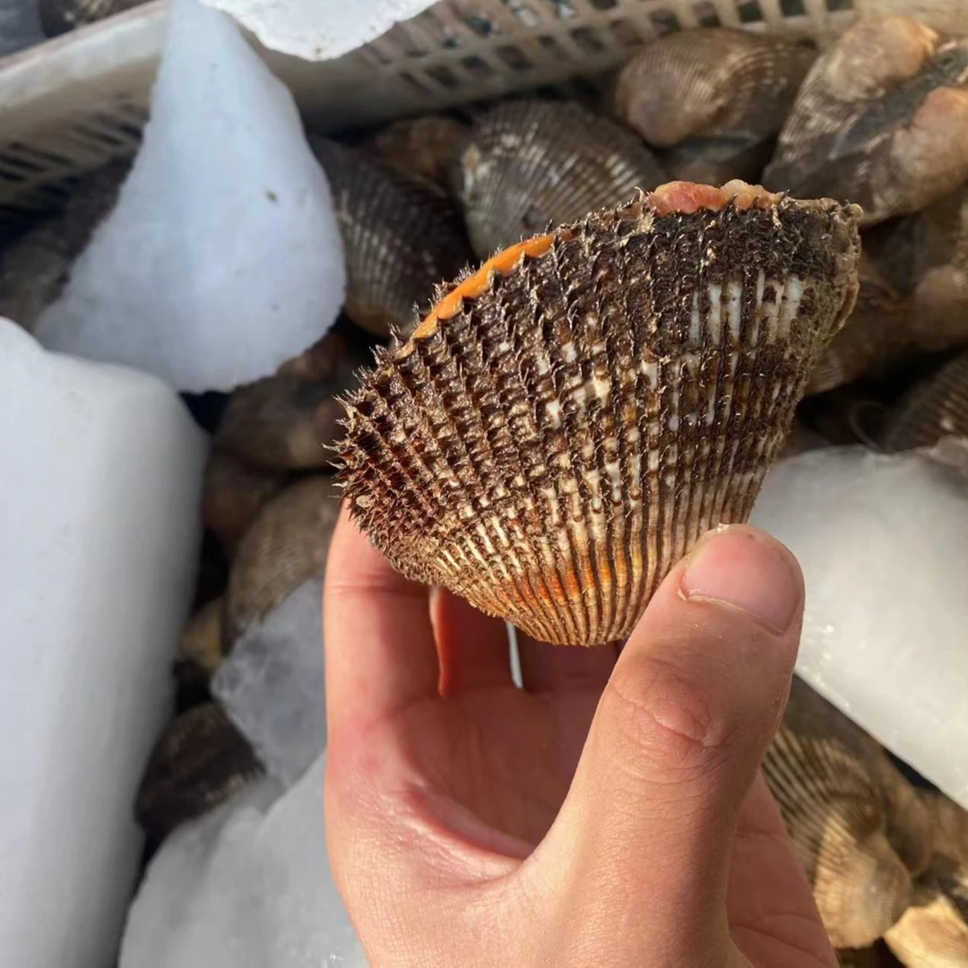 连云港生鲜黄海海域鲜活赤贝刺身专用到家保活连云港发货