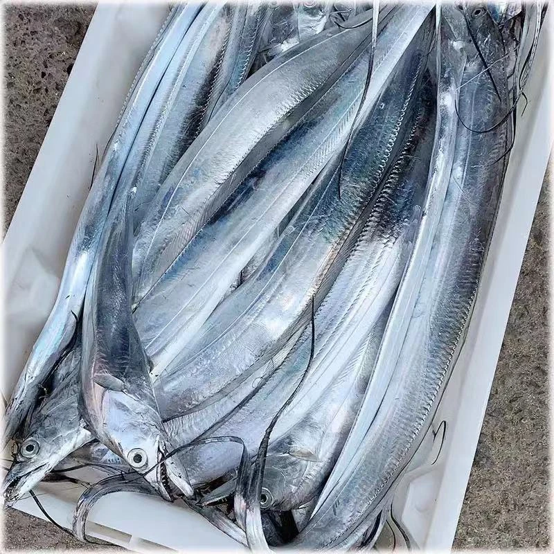 连云港本地小眼油带鱼{破腹带鱼}介意勿拍.5斤包邮