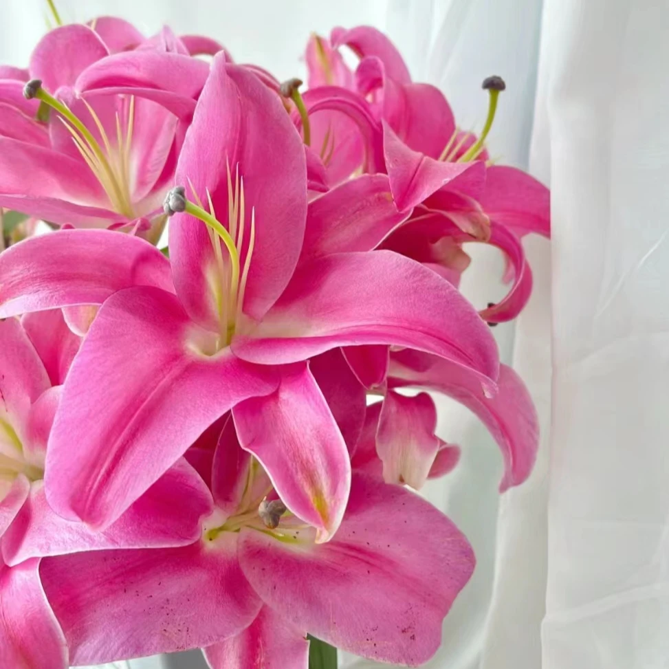 （罗宾娜）淡香型香水百合东北鲜花基地发货顺丰包邮