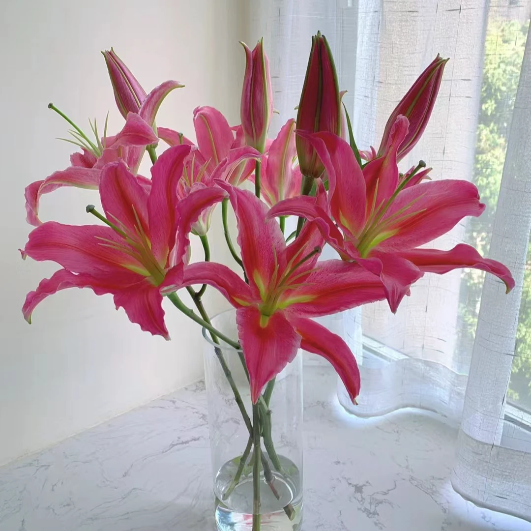 （西诺红）香型百合鲜切花基地观赏简单办公室花束浪漫顺丰包邮