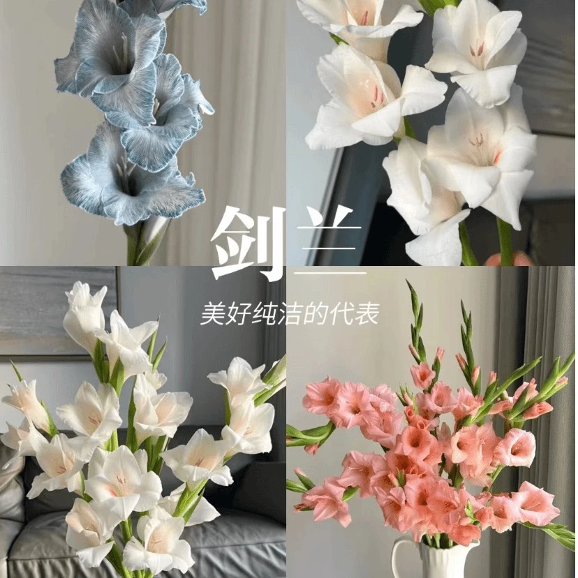 （剑兰）唐菖蒲鲜切花基地发货顺丰包邮观赏简单办公室水养