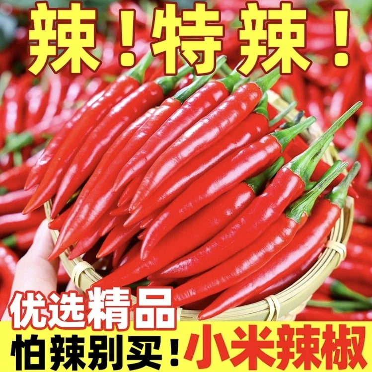 小米鲜辣椒特辣特香小米椒朝天椒现摘现发100克-5斤新鲜采摘美味