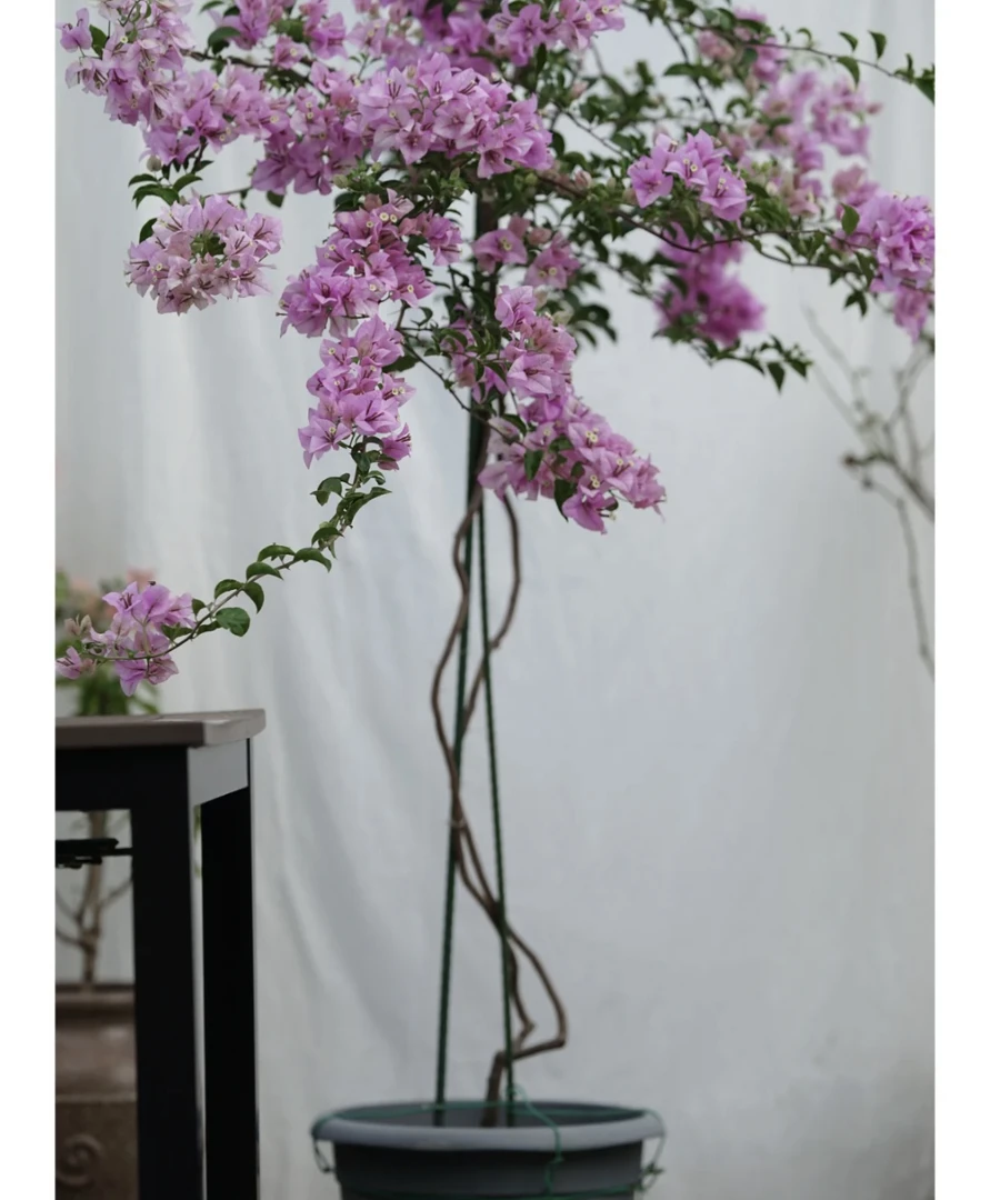 一物一拍（158.8）巴西紫三角梅 耐寒盆栽勤花带花超长四季开花