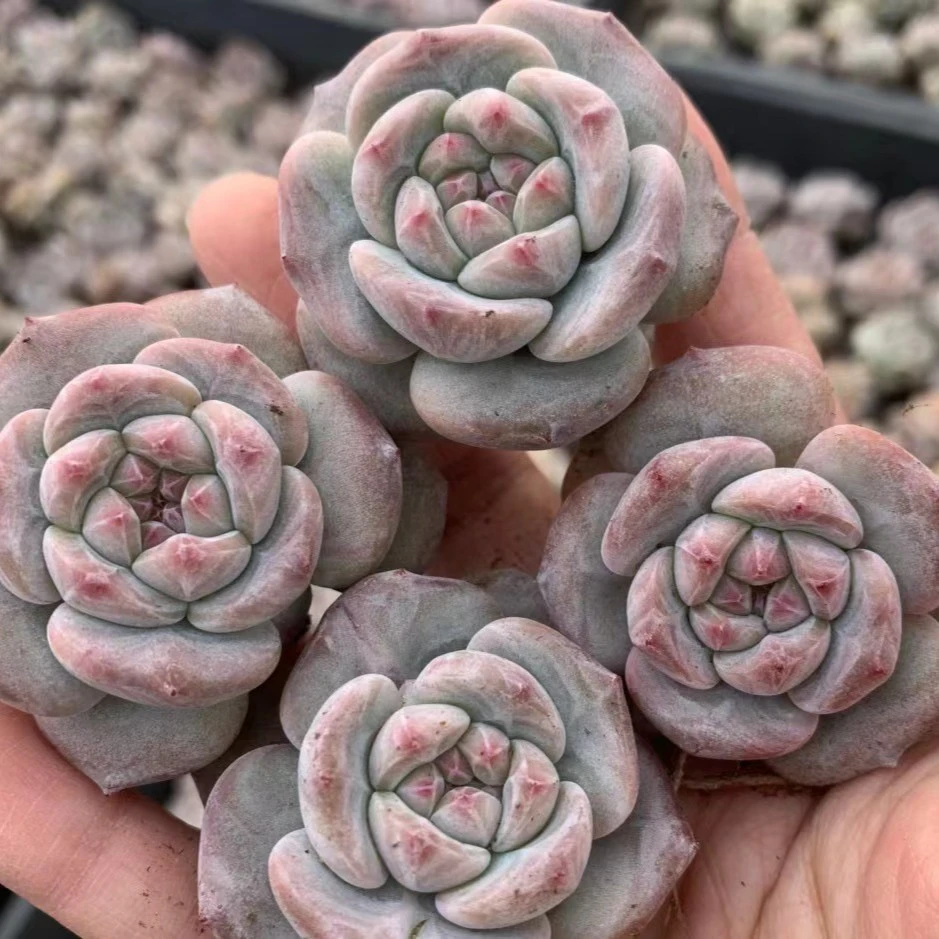 开业福利 桃蛋十颗 带盆土发货 组合多肉（以直播间展示为准）