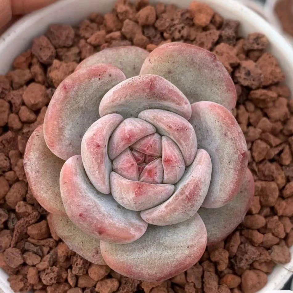 福利日系星影多肉 三颗（以直播间展示为准）