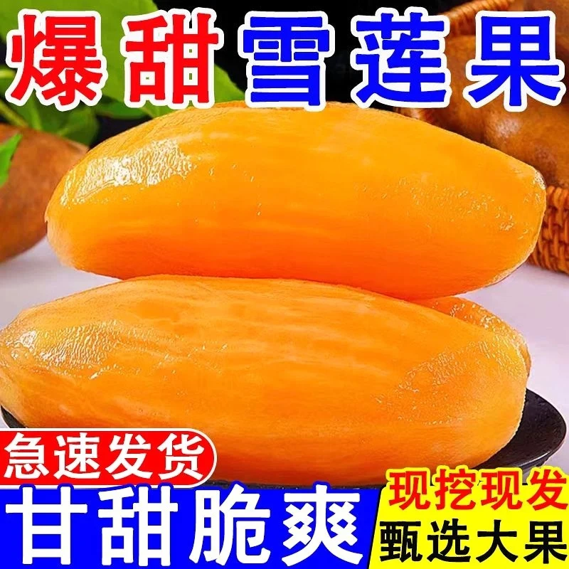 正宗云南天山雪莲果新鲜黄心当季低糖清甜脆爽多汁雪莲果产地直发