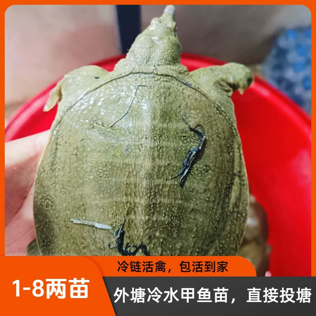 甲鱼苗1两-8两批发养殖户专供，甲鱼苗投塘冷水甲鱼苗不包邮