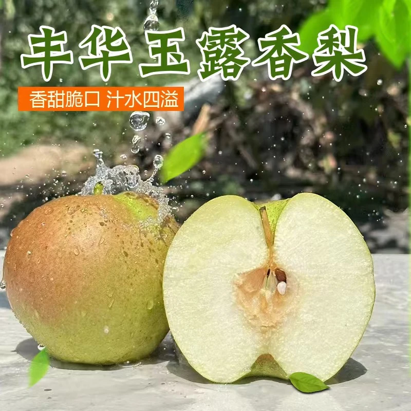 【产地直发】山西玉露香梨口感脆甜皮薄多汁新鲜水果