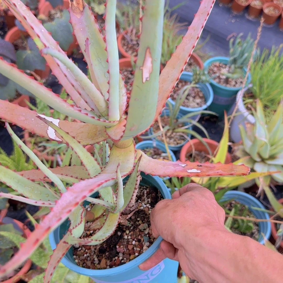 爱****0块根植物块根植物