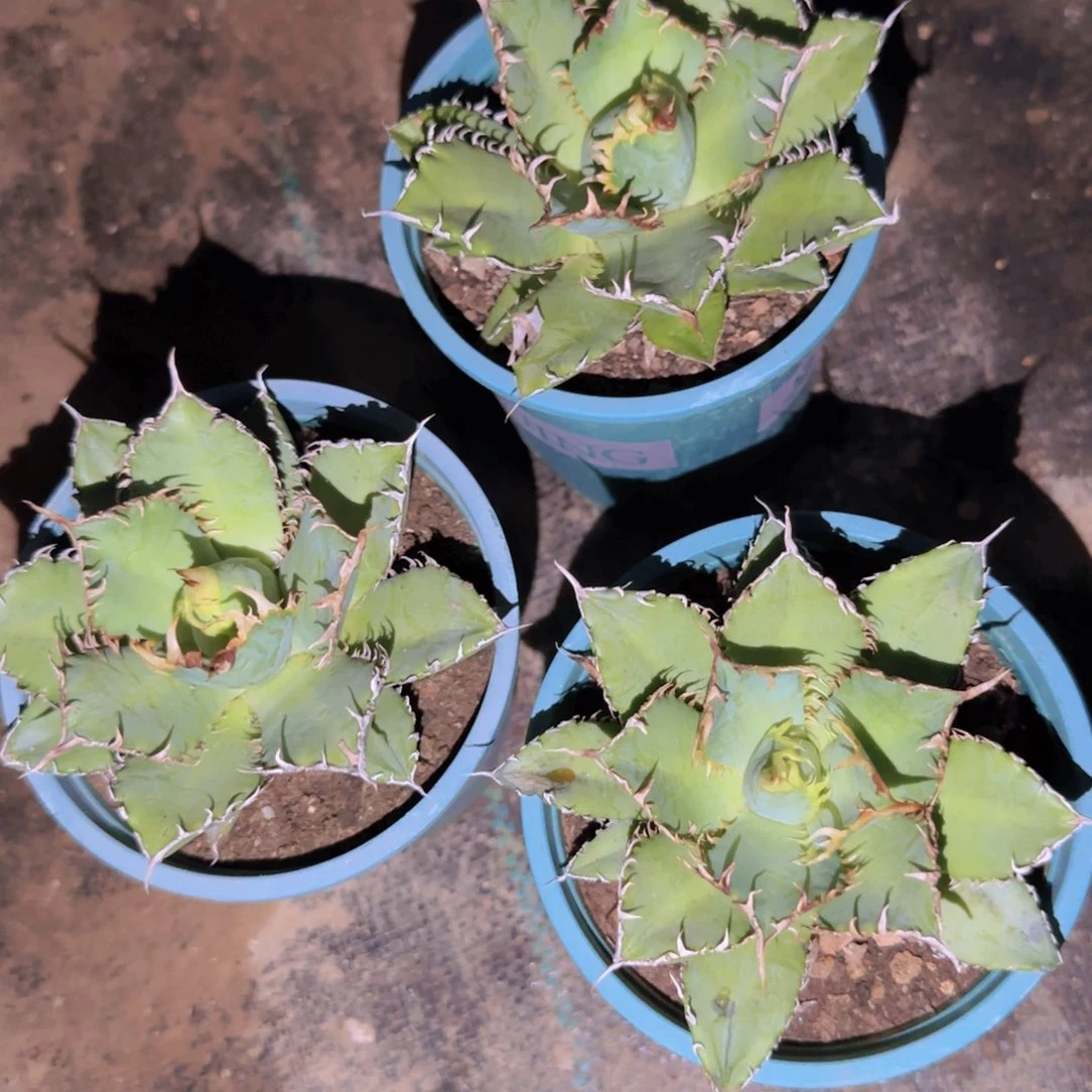 块根植物块根植物块根