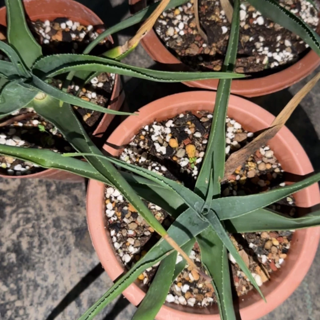 【闪购商品】芦荟259699
