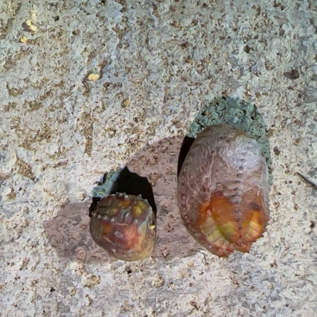 【闪购商品】布纹球333