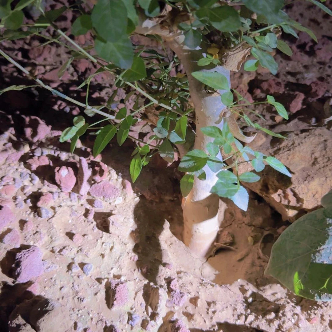 嬉*年块根植物块根植物