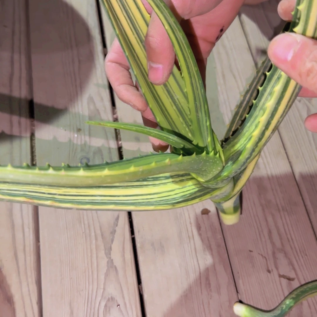 …***#块根植物块根植物