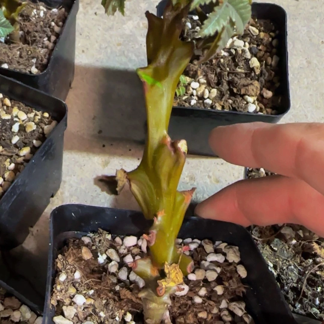 【闪购商品】块根植物55599
