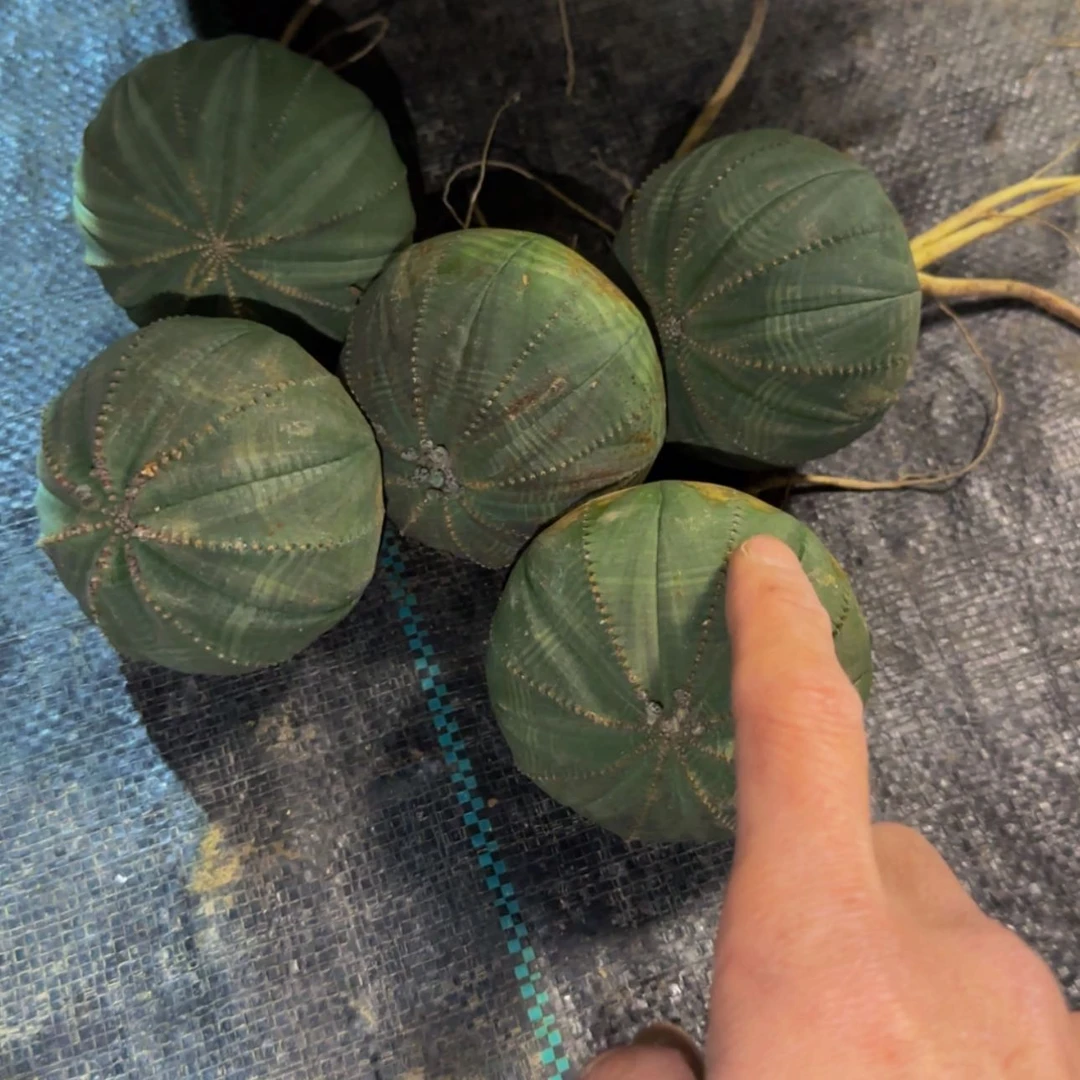 【闪购商品】布纹球4566