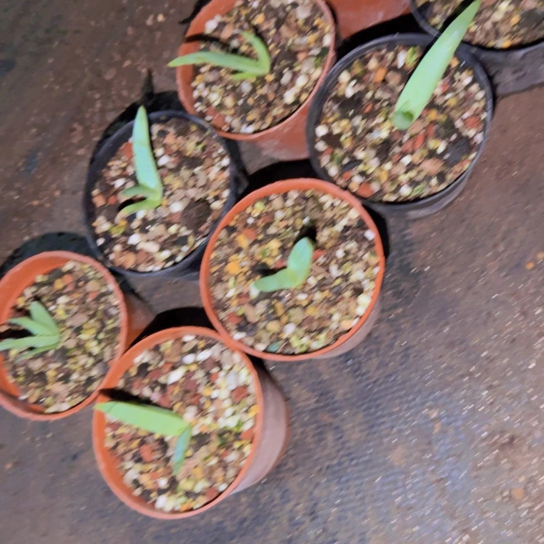 块根植物块根植物